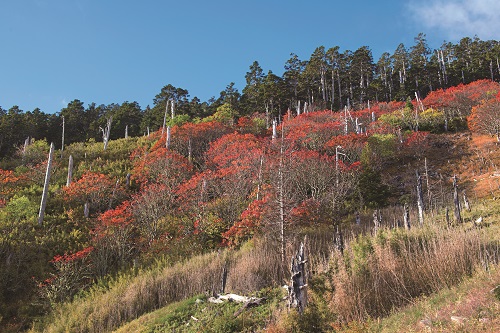 ruits of alpine plants such as Taiwan Mountain Ash (Sorbus randaiensis (Hayata) Koidz.) is also a motive that attracts alpine birds to migrate between different altitudes. / Hsiao-Lu Ho