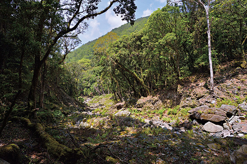 Nantzuhsienhsi trail is a focus area for Yushan National Park’s plant phenology studies. / Hsiao-Lu Ho