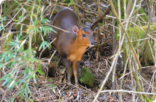 Formosan Muntjac (Muntiacus reevesi micrurus) is one of the
mammals studied on-termly in Shei-Pa National Park. / Hsiao-Lu
Ho