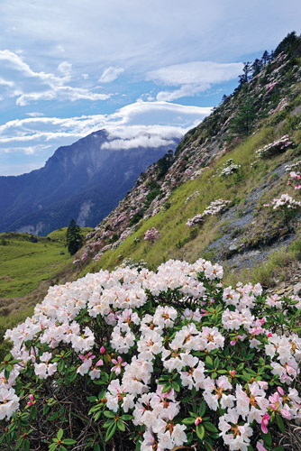 The elevation changes dramatically in Taroko
National Park, making the vegetation phenology
of this area very complex. / Hsiao-Lu Ho