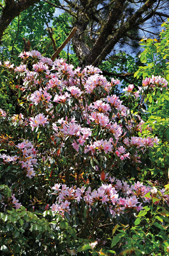Taiwan Rhododendron (Rhododendron latoucheae Franch. & Finet) flowers in the
spring / Lin Li