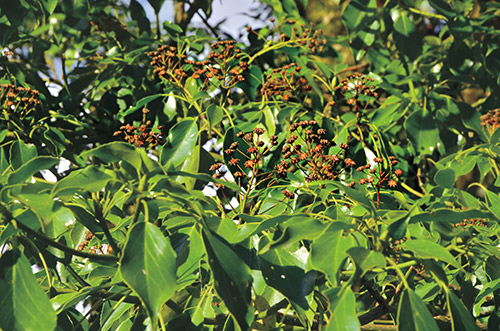 Weelstamen tree (Trochodendron aralioides Sieb. & Zucc.) is an
ice age relict plant, it flowers in the spring and bears fruits in the
summer. / Lin Li