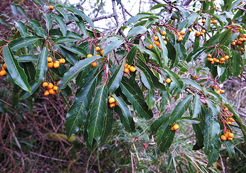 Taiwan Stranvaesia (Stranvaesia niitakayamensis (Hayata) Hayata) is
a food source for many alpine birds. / Hsiao-Lu Ho