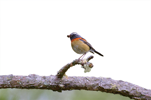 Collared bush robin (Tarsiger johnstoniae) in Shei-Pa National
Park would leave their high altitude breeding grounds in the
winter, and reappear the following spring. / Hsiao-Lu Ho
