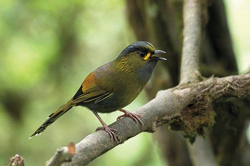 Taiwan liocichla (Liocichla steerii) would only appear in high altitude
areas during summer, and only appear in mid-altitude areas during
winter. / Hsiao-Lu Ho