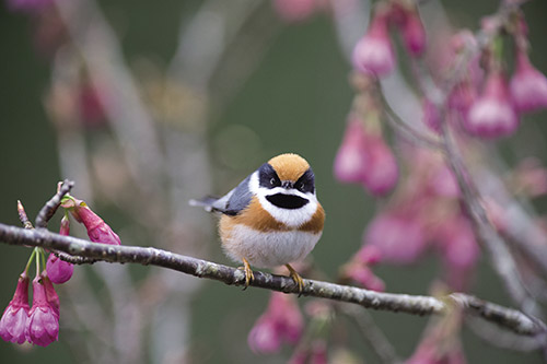 Red-headed Tit (Aegithalos concinnus) can appear all year
round in high altitude areas, mid-altitude recordings would
significantly increase in winter. / Hsiao-Lu Ho