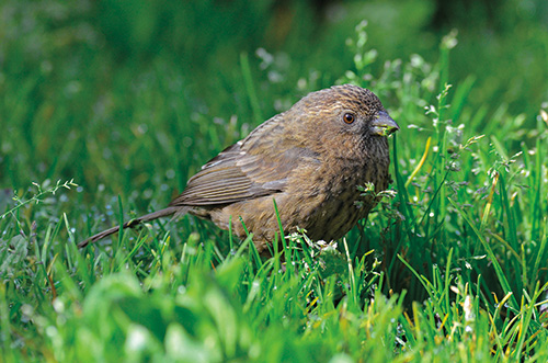 Female Taiwan rosefinch (Carpodacus formosanus) and first year young birds
have brown feathers. / Hsiao-Lu Ho