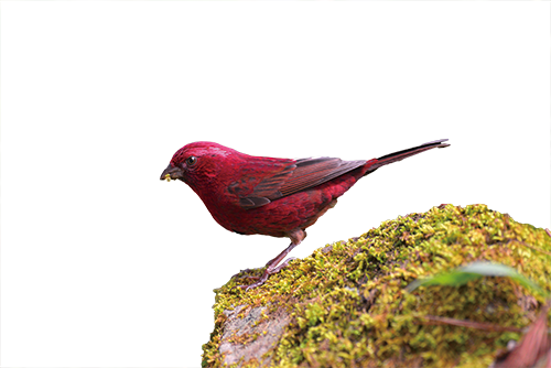 Taiwan rosefinch (Carpodacus formosanus)
with wine red feathers are male. / Hsiao-Lu Ho