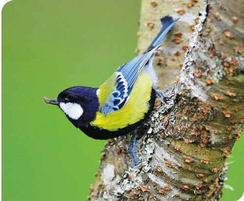 Green-backed tit (Parus monticolus) would instead move upwards
toward higher altitudes during winter. / Hsiao-Lu Ho