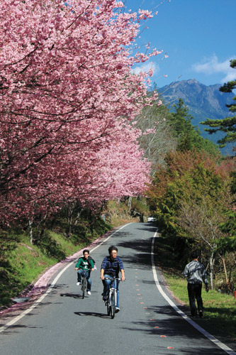 Traffic diversion and control measures during the Wuling cherry blossom season allow visitors to better enjoy
the beautiful sceneries. / Yan-Ling Chang (provided by Shei-Pa National Park Headquarters)