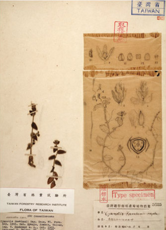 左:川上氏鴨舌疝(Cyanotis kawakamii Hayata)/林試所植物標本館提供