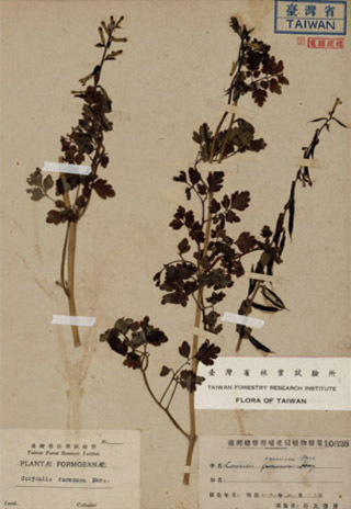 中:小花黃菫(Corydalis racemosa (Thunb.) Pers.)/林試所植物標本館提供