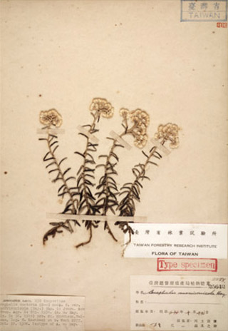 右:玉山抱莖籟簫(Anaphalis morrisonicola Hayata)/林試所植物標本館提供