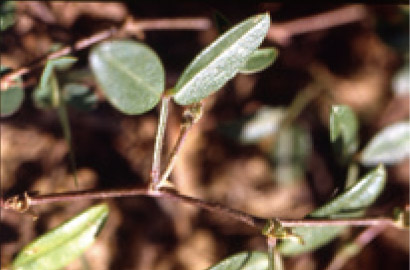 位於貓鼻頭的丁葵草/黃增泉攝