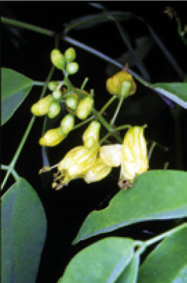 搭肉刺/楊國禎攝