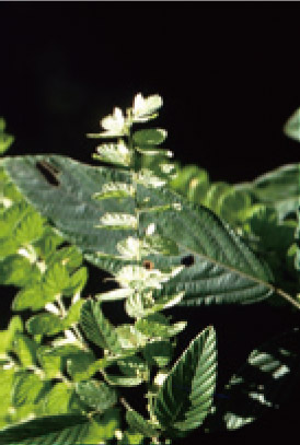 排錢樹/黃增泉攝