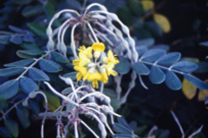 毛苦蔘/黃增泉攝