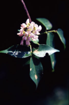 寬翼豆/黃星凡攝