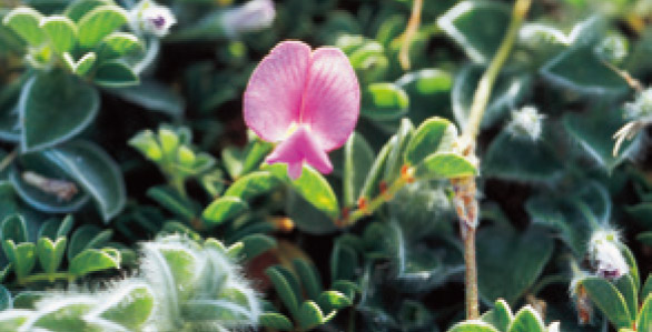 臺灣灰毛豆/墾管處提供