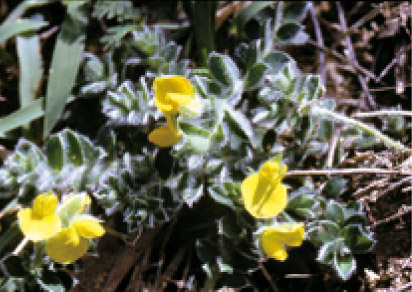 鵝鑾鼻野百合/黃增泉攝