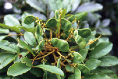 恆春紅豆樹/黃增泉攝