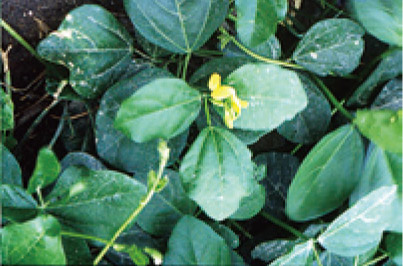 小豇豆/黃增泉攝