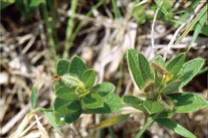 豬仔笠/黃增泉攝