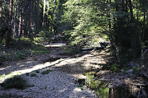 優勝美地國家公園的多樣化森林環境,孕育許多不同生物,也提供優美的戶外休憩環境/ Mauro Sica 攝
