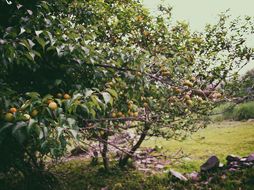 大分駐在所遺址的梅子黃熟，引人追憶當年