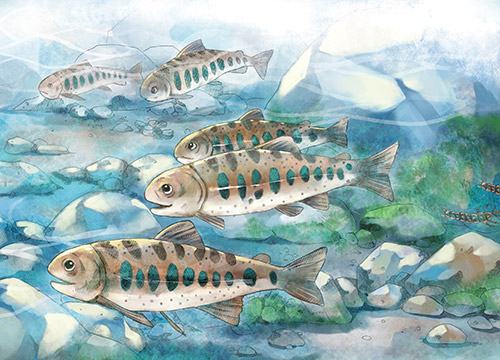 《鮭寶魚兒的願望》內頁