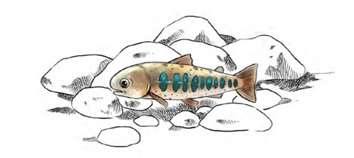 《鮭寶魚兒的願望》內頁