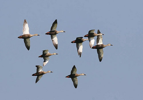 墾丁雁鴨季-水鳥嘉年華