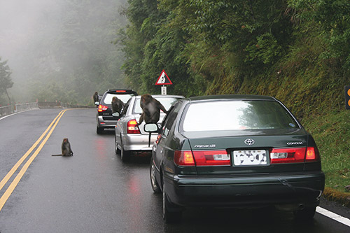 塔塔加獼猴生態攝影展