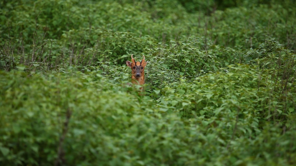 當拍攝團隊聚精會神地拍攝時,一隻機靈的山羌也正悄悄地注 視著他們