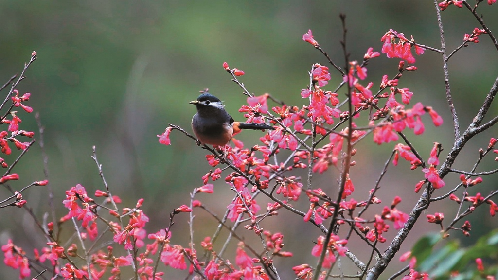 李香秀回憶當自己覺得辛苦地快要做不下去時,動物們總似心有靈犀地 給她意想不到的回饋