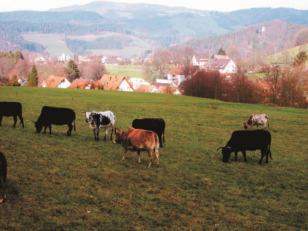 巴登符騰堡邦重視農業以及林業所組成的文化地景,並從農林業管理策略中達成保育核心區緩衝與連結/江殷儒攝