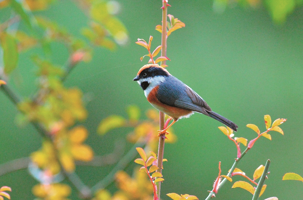 P34換圖及圖說 繫放研究證實了太魯閣地區的紅頭山雀在冬季海拔降遷行為何小綠攝 