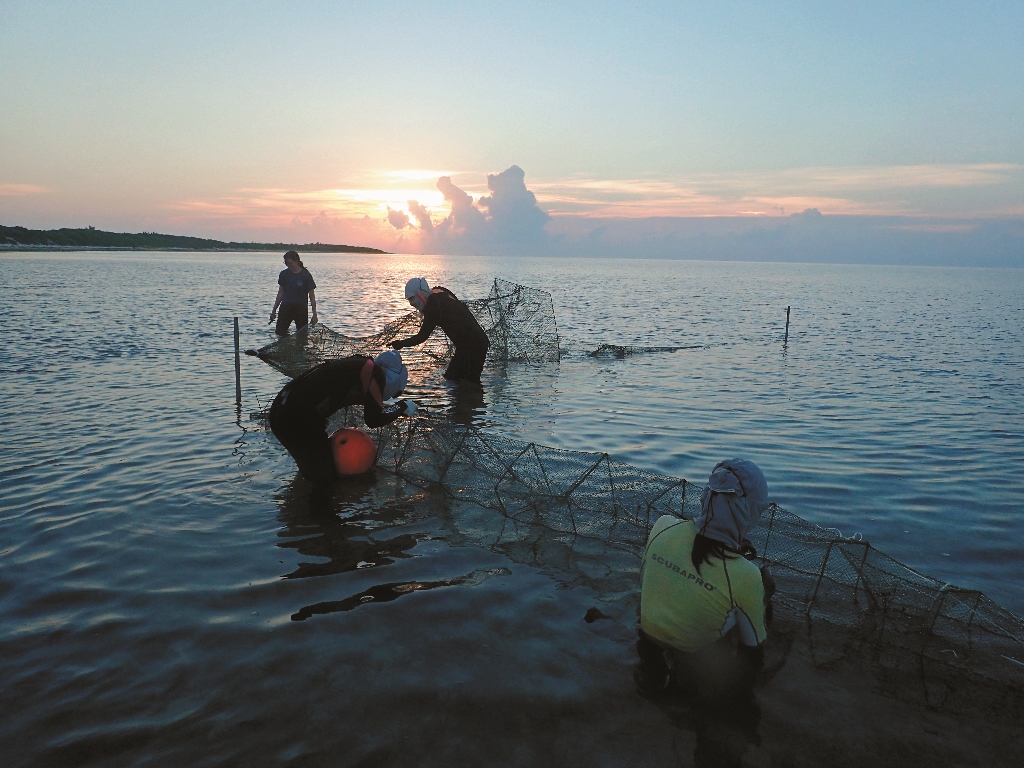 在東沙島邊設置網具採集檸檬鯊陳餘鋆提供