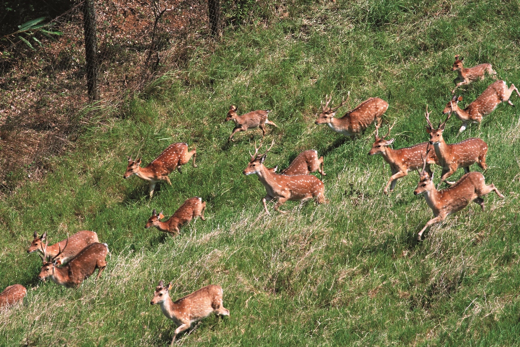 墾丁復育區的鹿群墾管處提供