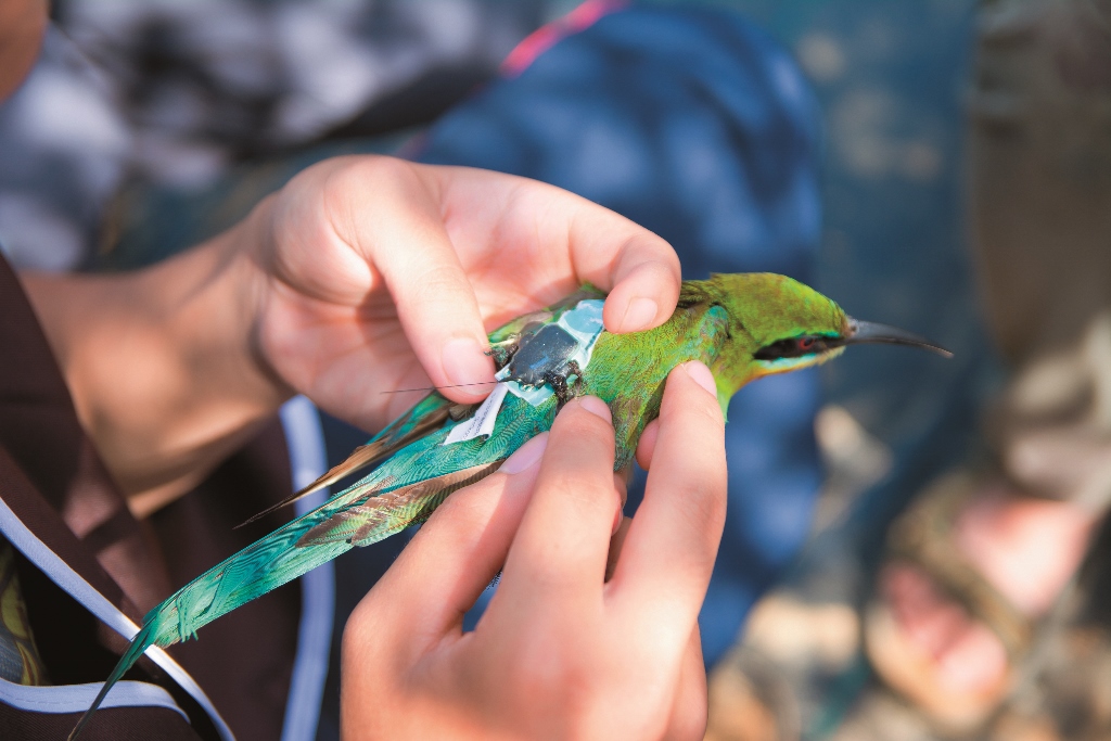 完成在栗喉蜂虎被上掛載地理器錄器金管處提供