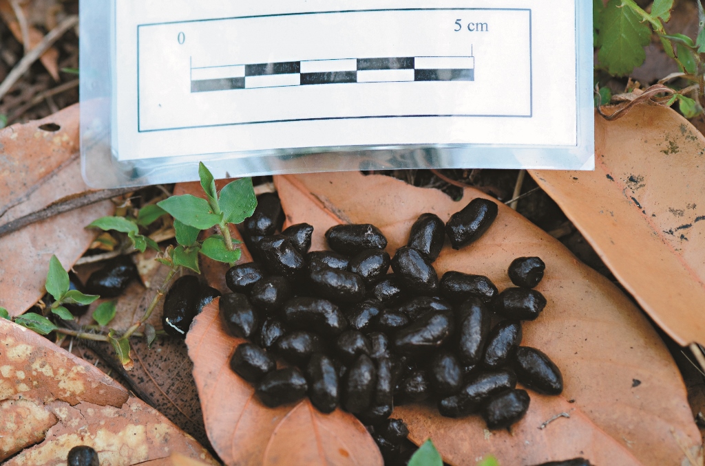 山羌等草食性動物排遺聞起來都算清香好聞朱有田提供