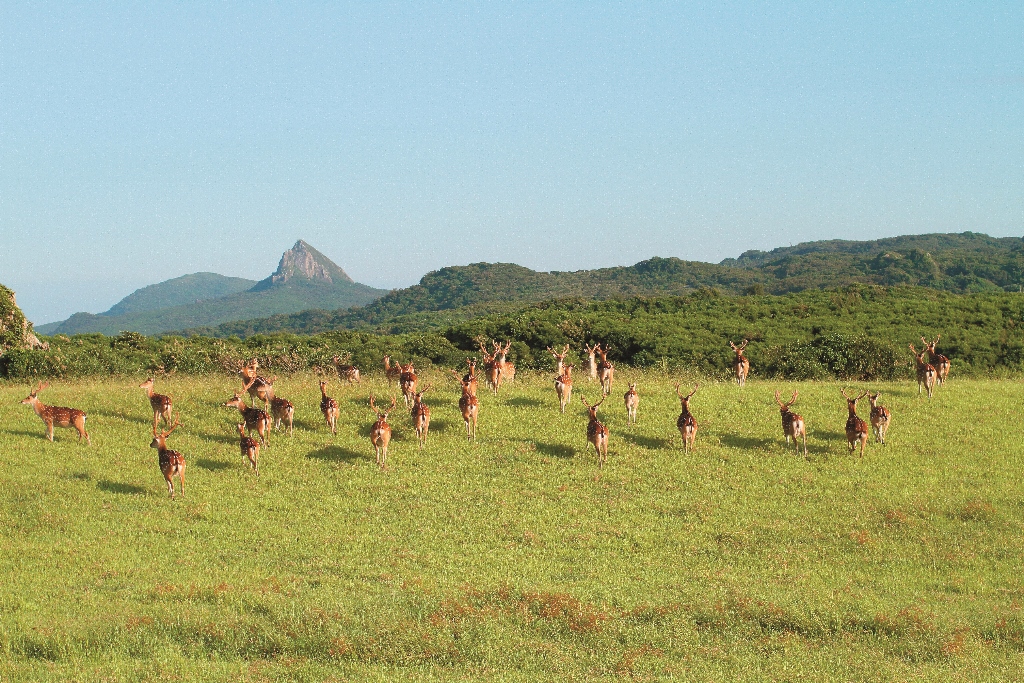 從排遺也能估算出活動在墾丁草原的梅花鹿族群數量吳嘉錕攝