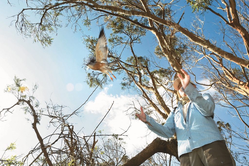 掛載衛星發報器後放飛