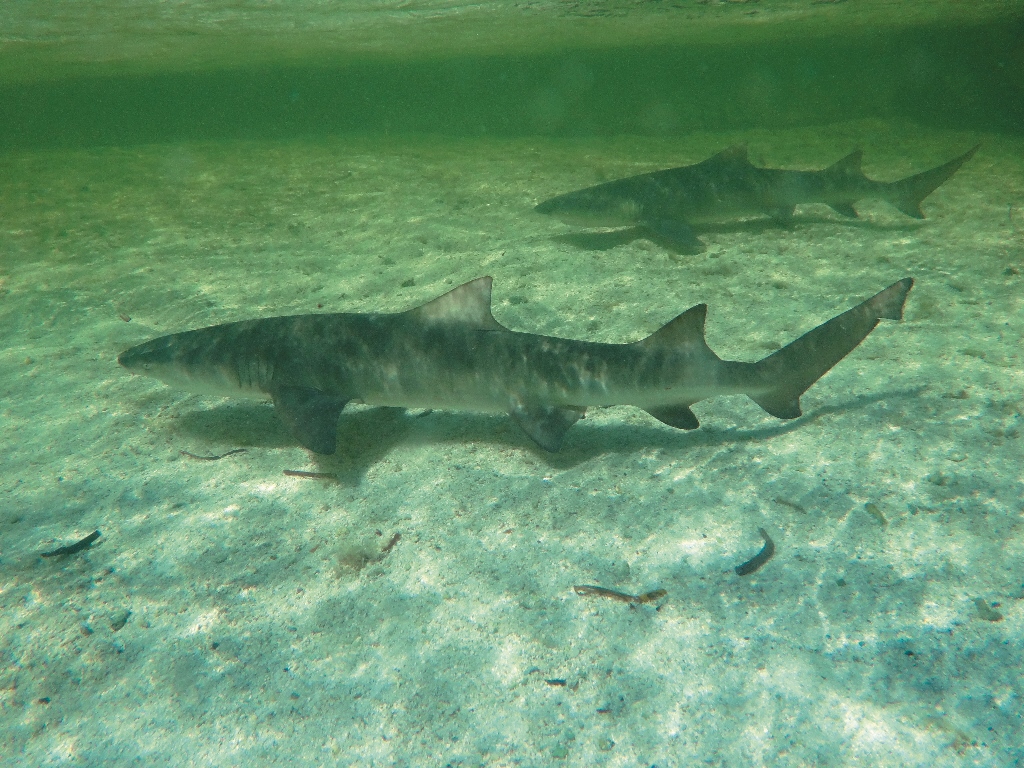 東沙島邊的檸檬幼鯊陳餘鋆提供