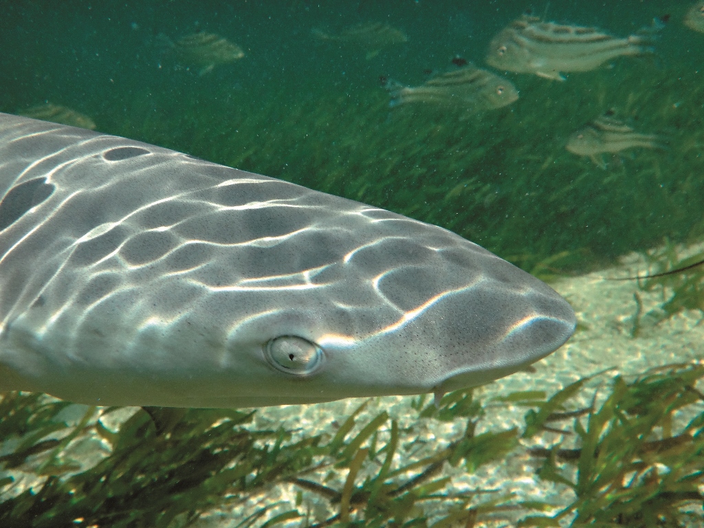 東沙海草床是檸檬鯊有鯊的主要覓食地陳餘鋆提供