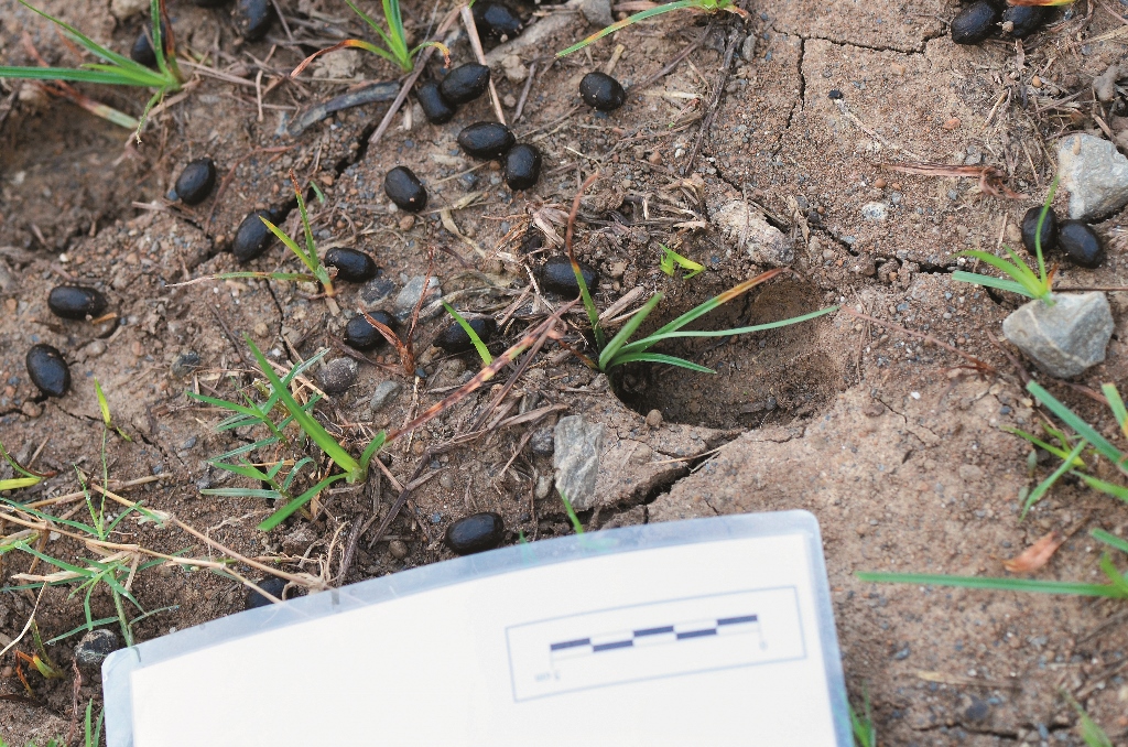 梅花鹿排遺,旁邊還有清楚的鹿
蹄印/朱有田提供供 梅花鹿排遺旁邊還有清楚的鹿蹄印朱有田提供