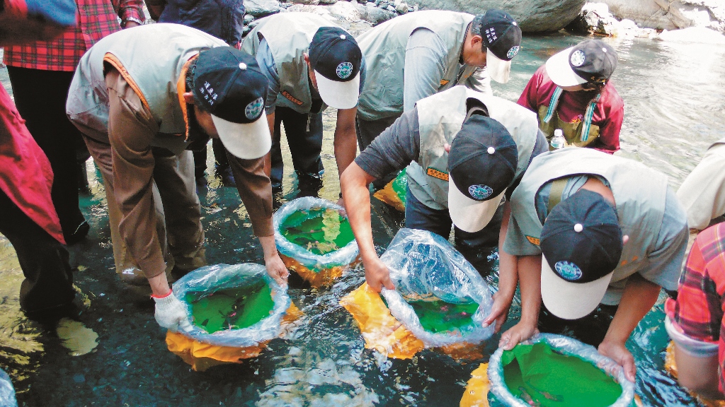 櫻花鉤吻鮭南湖溪放流雪管處提供