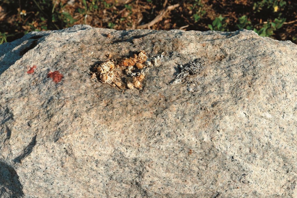 水獺排遺董馨琦攝金管處提供