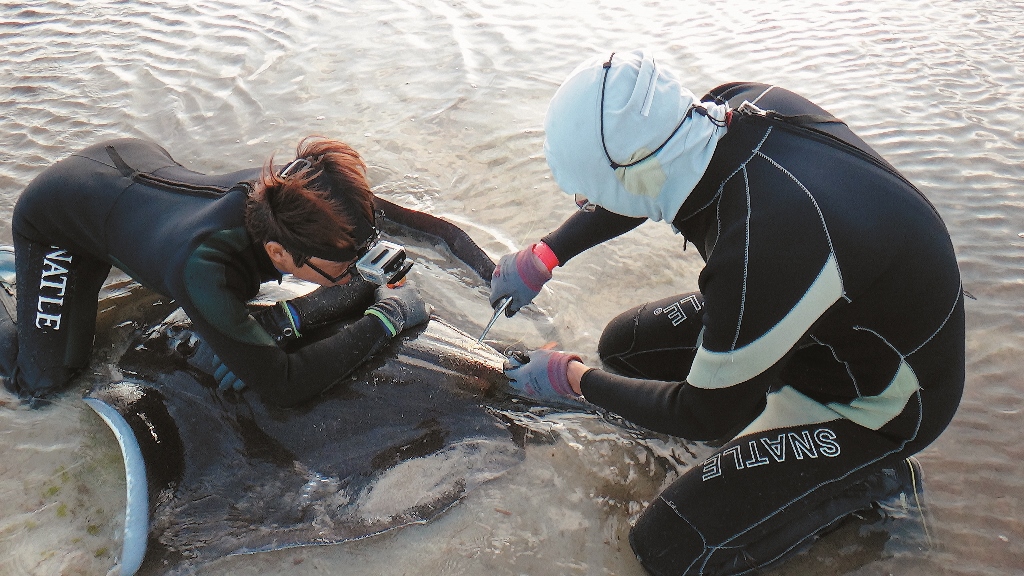 為魟魚裝上體外生物標籤伴生物種的追蹤可讓我們更了解檸檬鯊的生態陳餘鋆提供