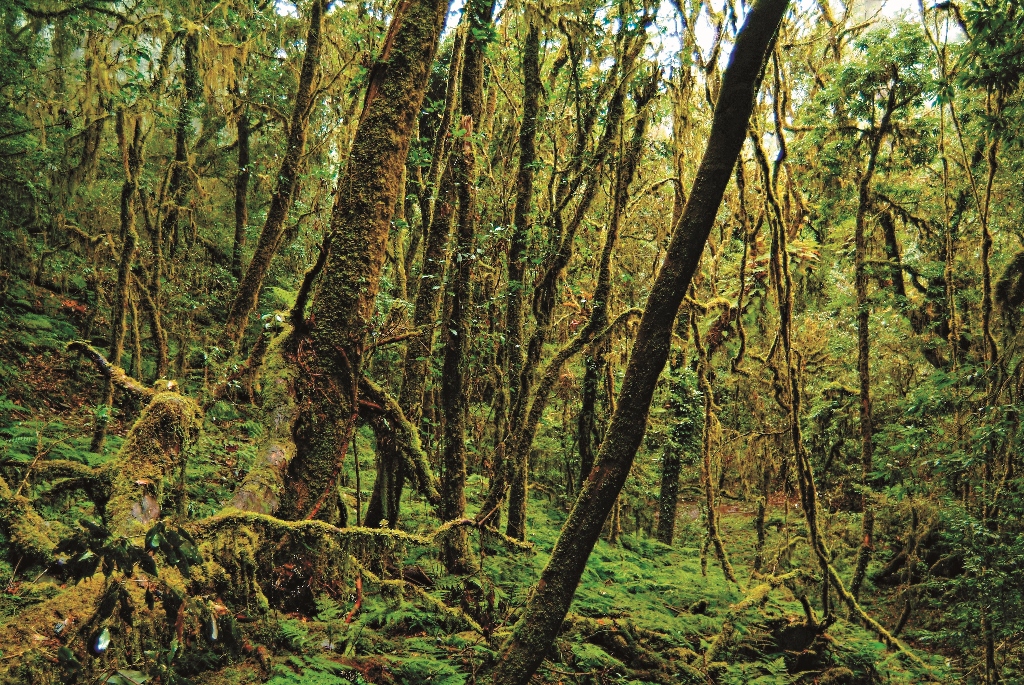 玉山大分一帶是黑熊活動的熱區但是林相茂密山勢崎嶇想要追蹤熊影並不容易因此必須借重排遺研究等其他輔助方法何小綠攝 1024x685